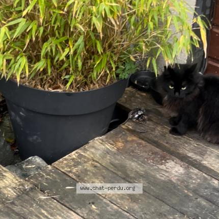 Photo 1/1 Babouche Chat lost in Olivet