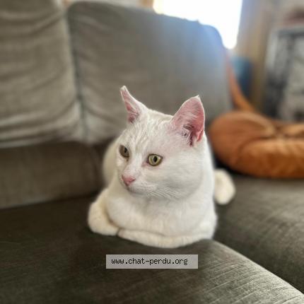 Photo 1/1 Found cat Found in Leognan