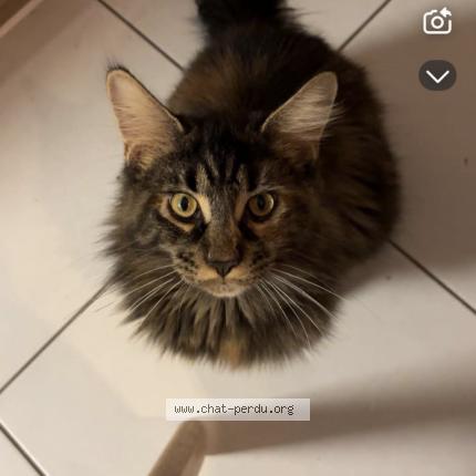 Photo 1/1 tacos Chat lost in Selles