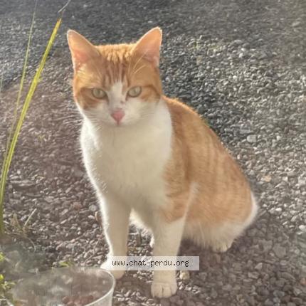 Photo 1/1 Found cat Found in Guipavas