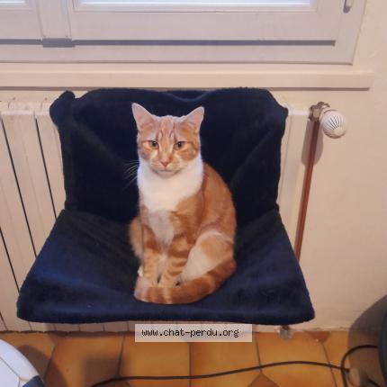 Photo 2/2 Urus Chat lost in Ronquerolles