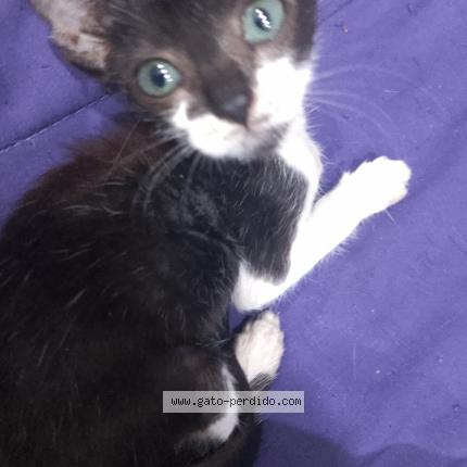 Photo 1/1 Judy Chat lost in Quilmes