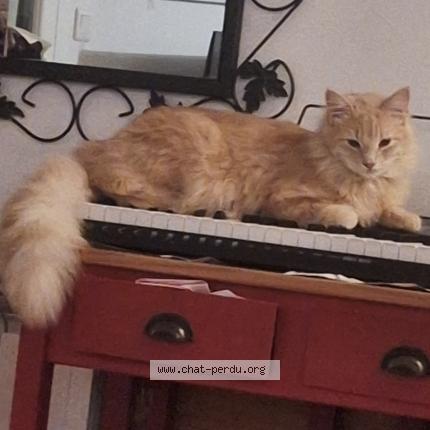 Photo 1/1 Chat caramel Chat lost in Narbonne