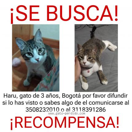 Photo 1/1 Haru Chat lost in Bogota