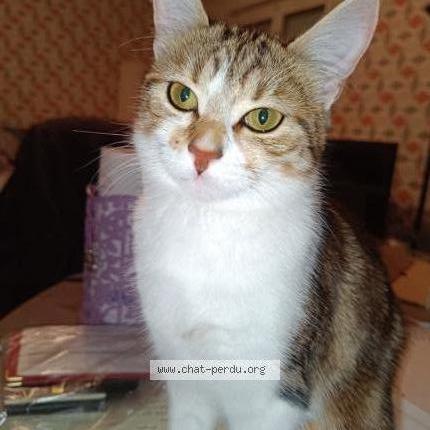 Photo 1/3 Minou Chat lost in Limoges