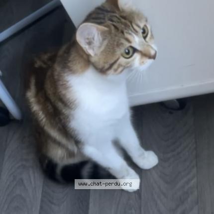 Photo 3/3 Minou Chat lost in Limoges