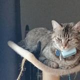 Picture of cat lost at Merpins