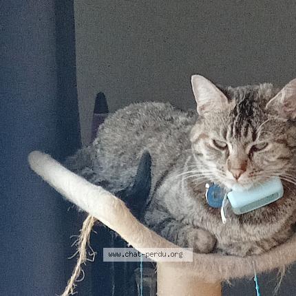 Photo 1/1 Cat reunited Lost in Merpins