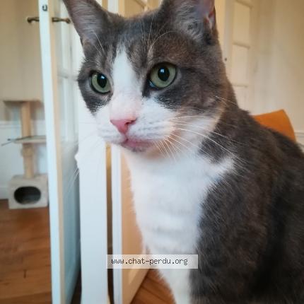 Photo 1/1 TCHOUPI Chat lost in Saint cloud