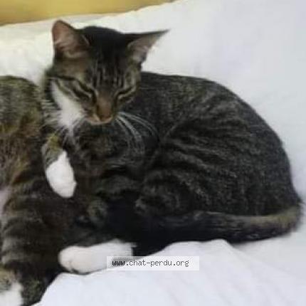 Photo 1/1 pipouche Chat lost in Busserolles