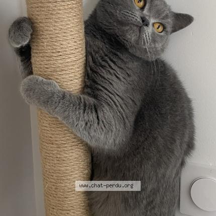 Photo 1/1 Mousse Chat lost in Moulin les metz