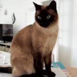 Picture of cat lost at Nieul Sur Mer