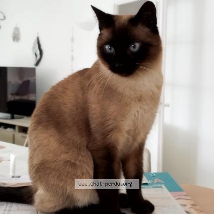 Photo 1/1 OXBOW Chat lost in Nieul sur mer