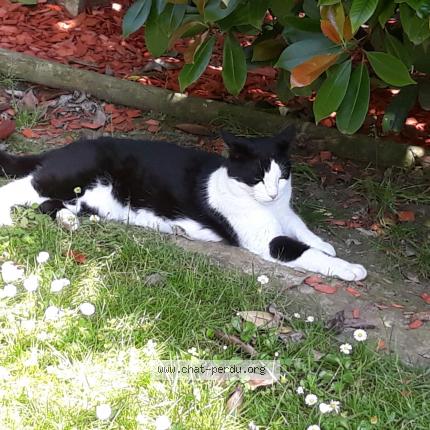 Photo 1/1 Rusty Chat lost in Lons