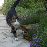 Picture of cat found at Villebon Sur Yvette