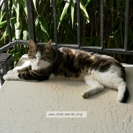 Photo 1/1 Found cat Found in Villebon sur yvette