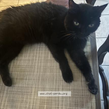 Photo 1/1 Chipie Chat lost in Perpignan