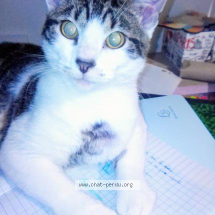 Photo 1/1 Yuki Chat lost in Martigne briand