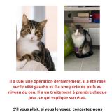 Picture of cat lost at L Union