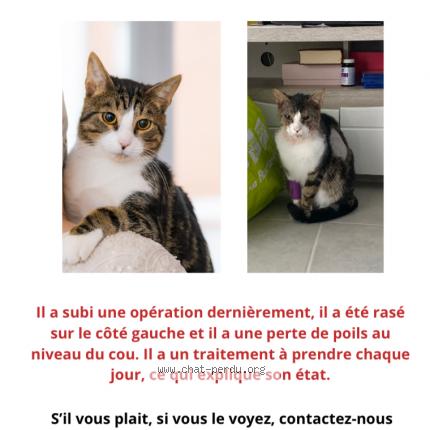 Photo 1/1 Sasuké Chat lost in L union