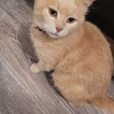 Picture of cat lost at Sainte Maure De Touraine