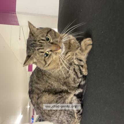 Photo 1/1 Found cat Found in Nimes