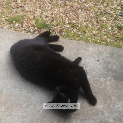 Photo 1/1 Salto Chat lost in Pirmil