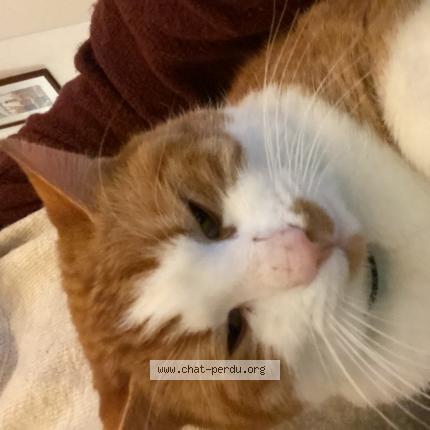 Photo 1/1 Kedi Chat lost in Val couesnon