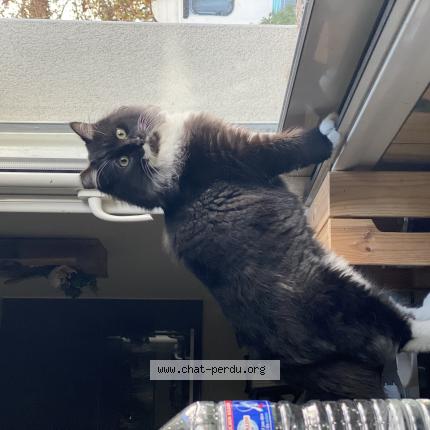 Photo 1/1 Moka Chat lost in Angers