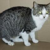 Picture of cat lost at Quimper