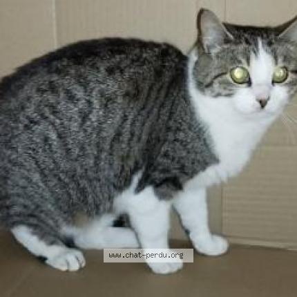 Photo 1/1 Alma Chat lost in Quimper