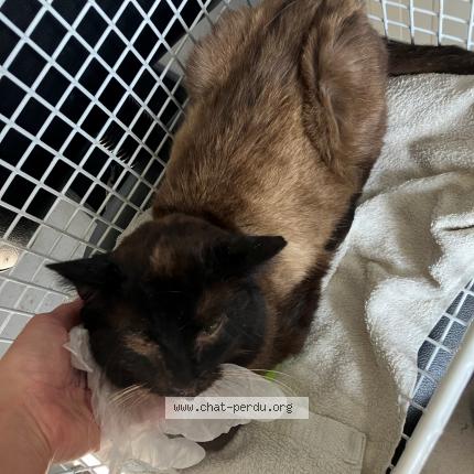 Photo 1/1 Found cat Found in Phalempin