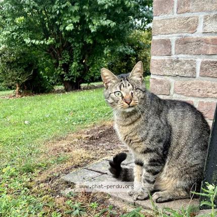 Foto 1/1 Kat teruggevonden Vermist in Heusy