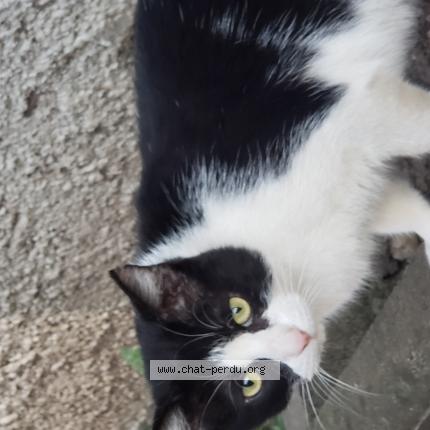 Photo 1/1 Petit Bouchon Chat lost in Pessac