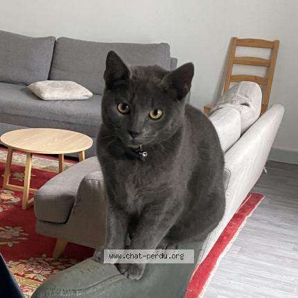 Photo 1/1 ANTAR Chat lost in Le blanc mesnil