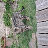 Picture of cat found at Le Perreux Sur Marne