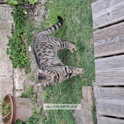 Photo 1/1 Found cat Found in Le perreux sur marne