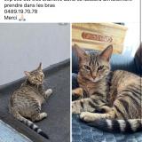 Picture of cat lost at Molenbeek