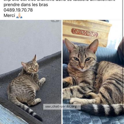 Photo 1/1 Mounouche Chat lost in Molenbeek