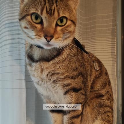 Photo 1/1 Rocket Chat lost in 38400 st martin d heres