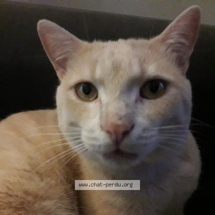 Photo 1/1 Scoubidoo Chat lost in Sainte marie de re