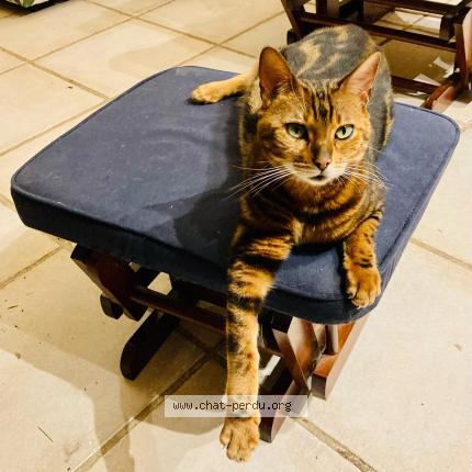 Photo 1/1 Inoy Chat lost in Kergloff