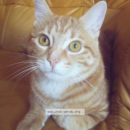 Photo 1/1 Tachon Chat lost in Neufchef