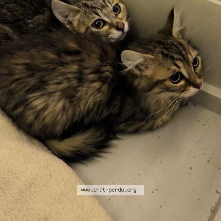 Photo 1/1 Moon Chat lost in Reims