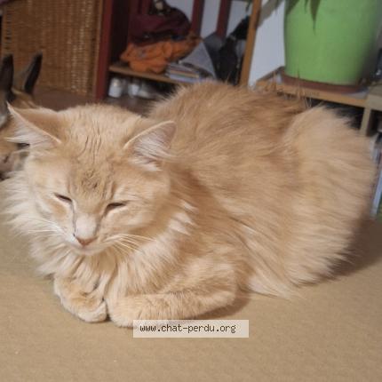 Photo 1/1 Caramel Chat lost in Narbonne