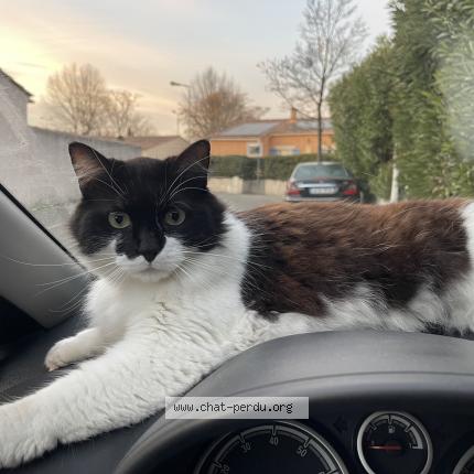 Photo 1/1 Sox Chat lost in Lepontet