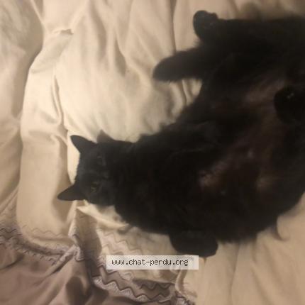 Photo 1/1 B&eacute;b&eacute; Chat lost in Le sen