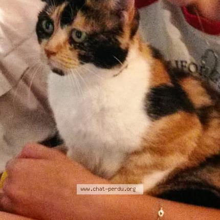 Photo 1/1 Choupette Chat lost in Les grandes chapelles