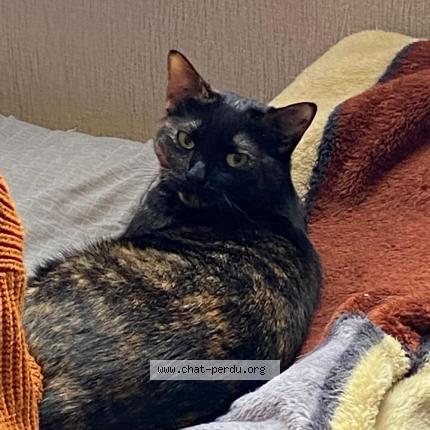 Photo 1/1 Ga&iuml;a Chat lost in Limoges