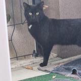 Picture of cat found at Bagneux